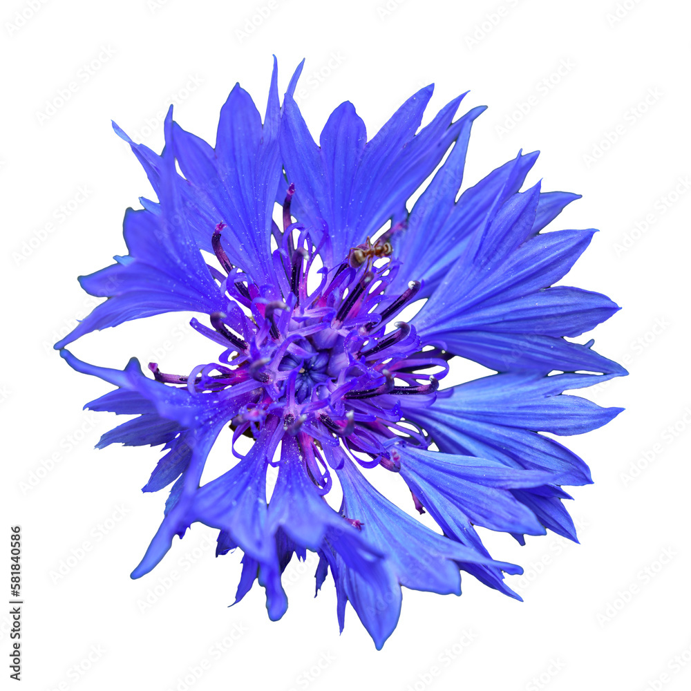blue flower of cornflower or bachelor's button (Centaurea cyanus)