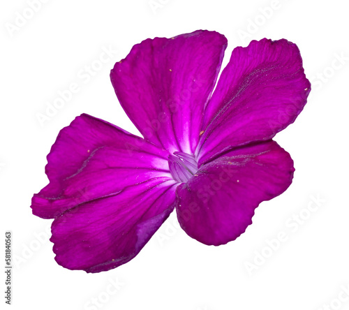 purple rose campion or dusty miller (Silene coronaria) flower isolated photo