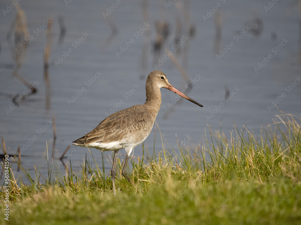 Black-tailed godwit, Limosa limosa Black-tailed godwit, Limosa limosa