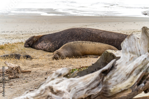 large male and female elephant seals at Drakes Beach, California
