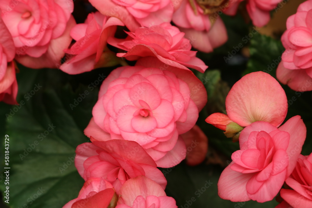 pink roses in a garden pink roses in a garden