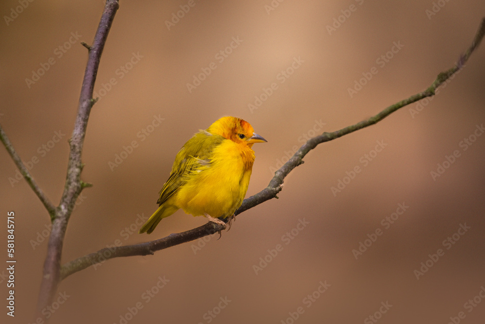 Taveta Golden Weaver. Ploceus castaneiceps on perch. Taveta Golden Weaver. Ploceus castaneiceps on perch.