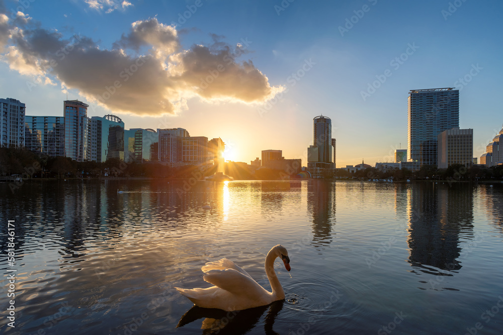 Orlando city at sunset and white swans in the sunlight in Lake Eola, Florida, USA
