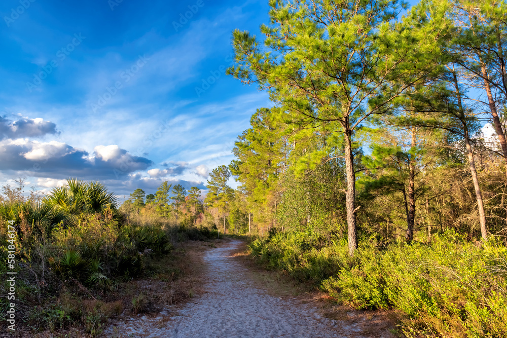 A path in the forest surrounded by pine trees and tropical trees at sunset in Wekiwa Springs State Park, Florida.