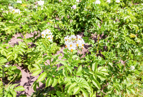 Potato flowers in natural environment at the potatoes plantation