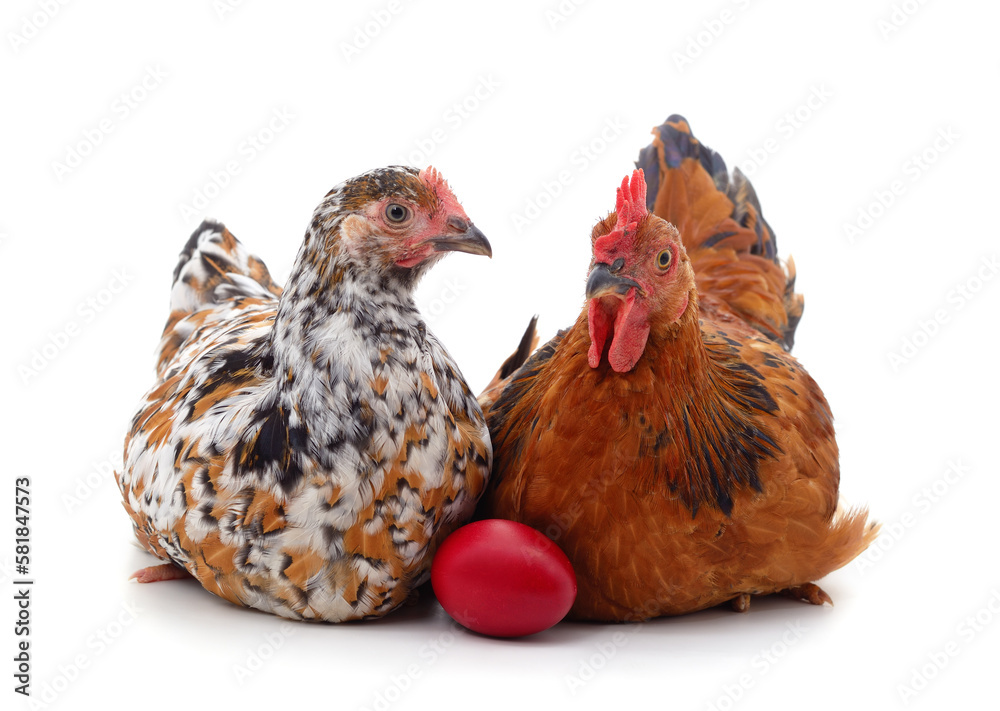 Fototapeta premium Two brown chickens with eggs.
