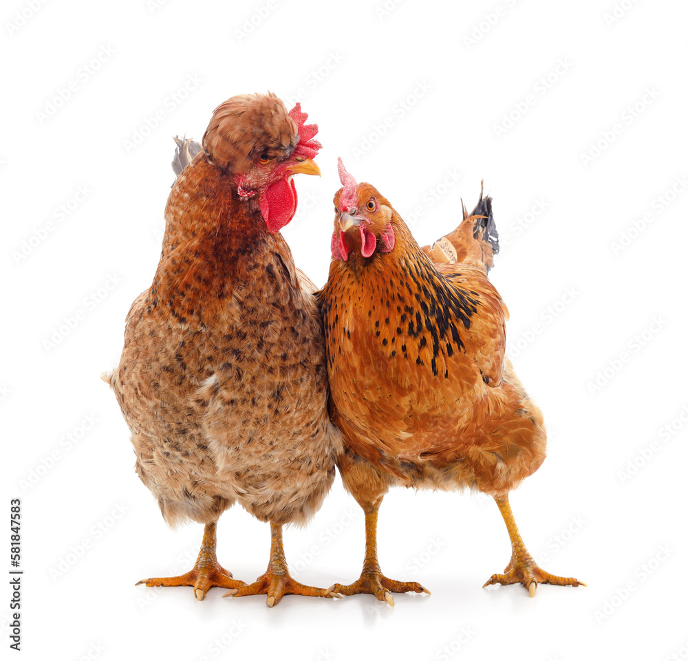 Fototapeta premium Two brown chickens.