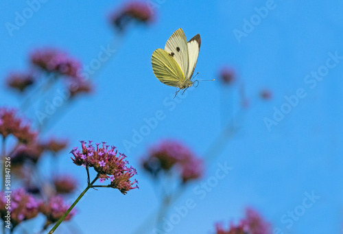Large white butterfly (Pieris brassicae) feeding on Verbena flowers in garden  photo