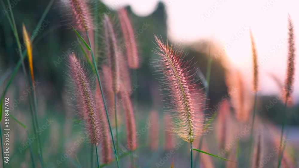ears of wheat in the field