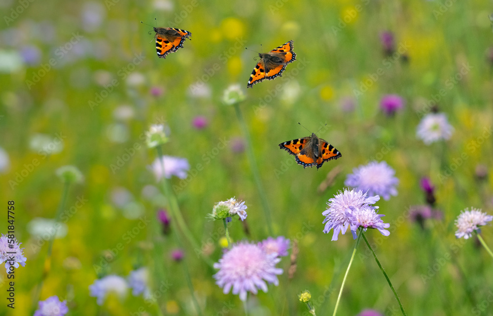 Small tortoiseshell butterfly (Aglais urticae) sequence of flight to flowers in hay meadow Wensum Valley, Norfolk, UK Small tortoiseshell butterfly (Aglais urticae) sequence of flight to flowers in hay meadow Wensum Valley, Norfolk, UK