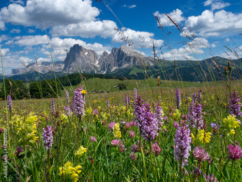 Seiser Alm Dolomites plateau, Alpine meadow with orchids and yellow rattle, South Tyrol, Italy.  photo