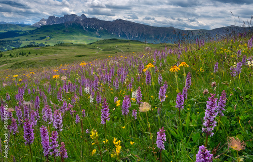 Seiser Alm Dolomites plateau, Alpine meadow with flowering orchids, South Tyrol, Italy.  photo