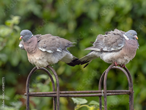 Wood pigeon (Columba palumbus) pair on rose trellis after rain shower, Norfolk, UK. August.  photo