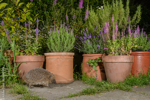 European hedgehog (Erinaceus europaeus), in urban garden, Manchester, UK
  photo