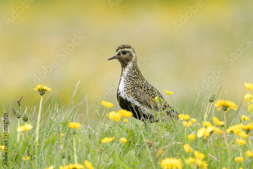 Golden plover (Pluvialis apricaria), Grimsey Island, Iceland. July  photo