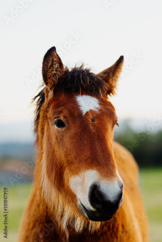 portrait of young brown and white horse in the field. farm animals. equine. horse's head © Alberto