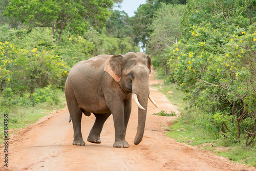 An elephant in the middle of a forest road