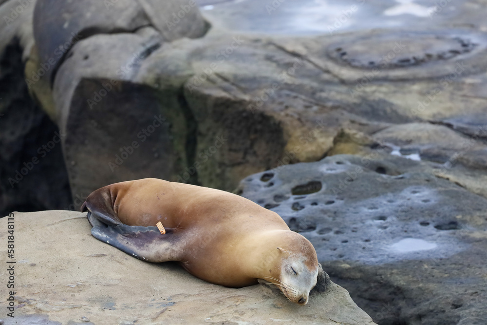Fototapeta premium A tagged eared seal resting peacefully on top of a rock in la Jolla Cove in California.