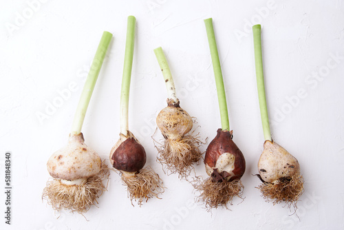 Variety Blooms: Five Tulip Bulbs on White Background