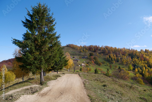 Beautiful autumn forest in Carpathian mountains photo