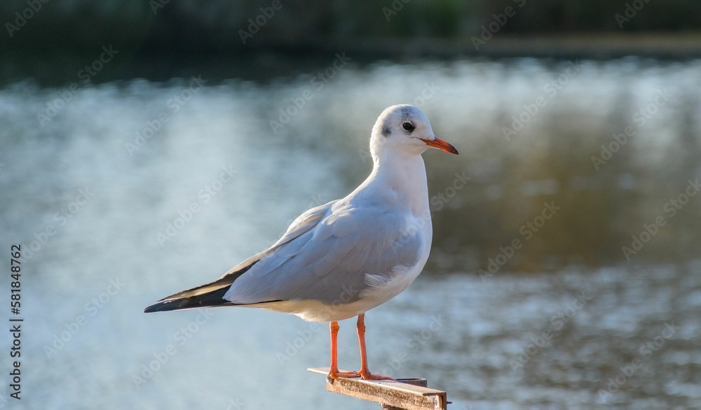 Closeup of a Black-headed gull perched on a rail over the lake Closeup of a Black-headed gull perched on a rail over the lake