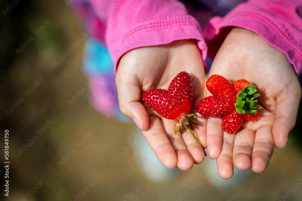Obraz premium Young girl holding heart and star shaped strawberries on palm of her hand at local farm