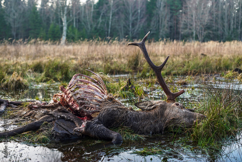 Dead red deer, with antlers, Cervus elaphus, killed by wolves, canis lupus. Dead buck lays on ground in meadow. European nature.