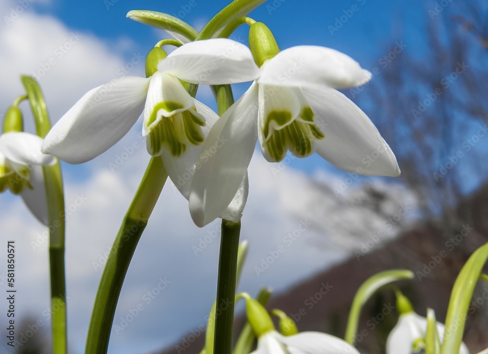 Closeup of beautiful snowdrop flowers against a bright blue sky on a sunny spring day Closeup of beautiful snowdrop flowers against a bright blue sky on a sunny spring day