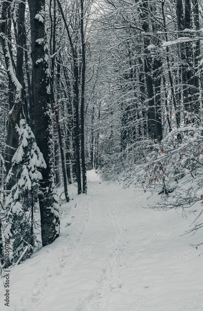 Fototapeta premium Vertical shot of a narrow snowy path, among tall trees of a a forest on a winter day