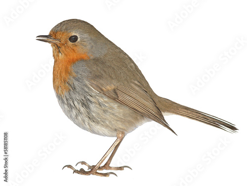 robin bird png format isolated on clear background © Birol Dincer 