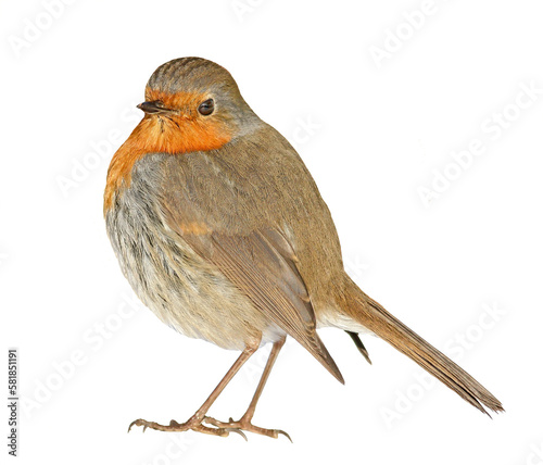 robin bird isolated on clear background