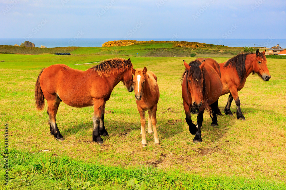 Group of horses are grazing Group of horses are grazing