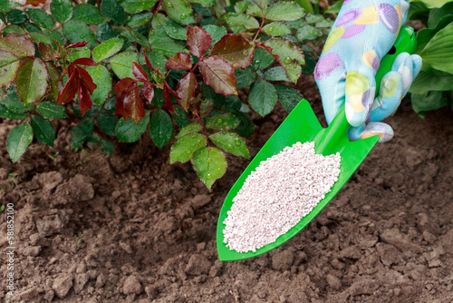 Fertilizing plants. Application of mineral fertilizers during their growing season. Application of chemical fertilizers. Fertilizer for roses