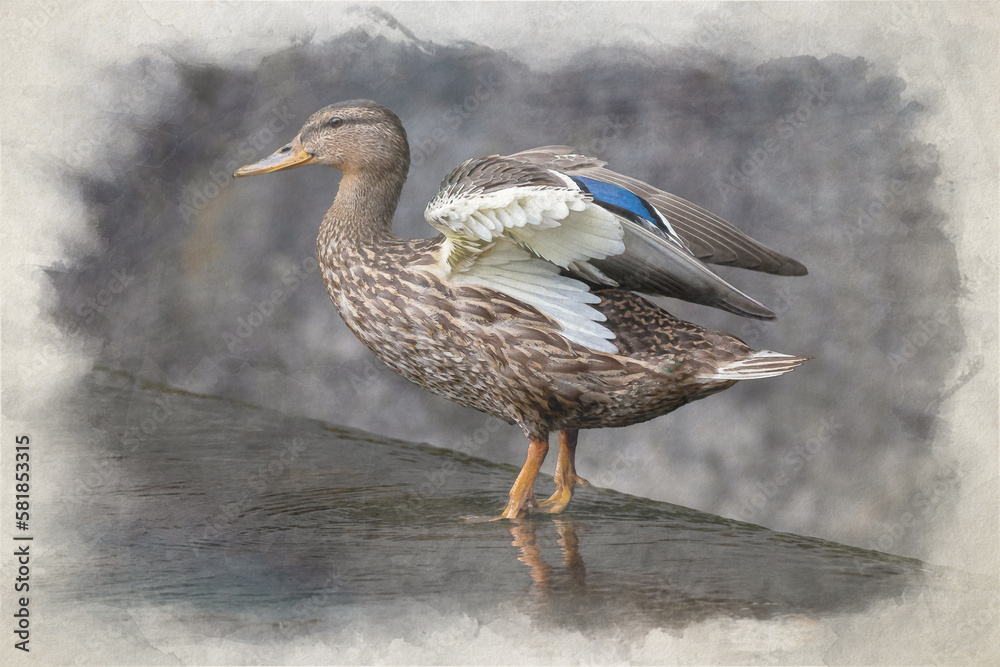 Fototapeta premium A female Mallard dabbling duck, Anas platyrhynchos digital watercolour painting.