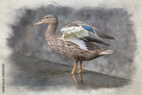 A female Mallard dabbling duck, Anas platyrhynchos digital watercolour painting.