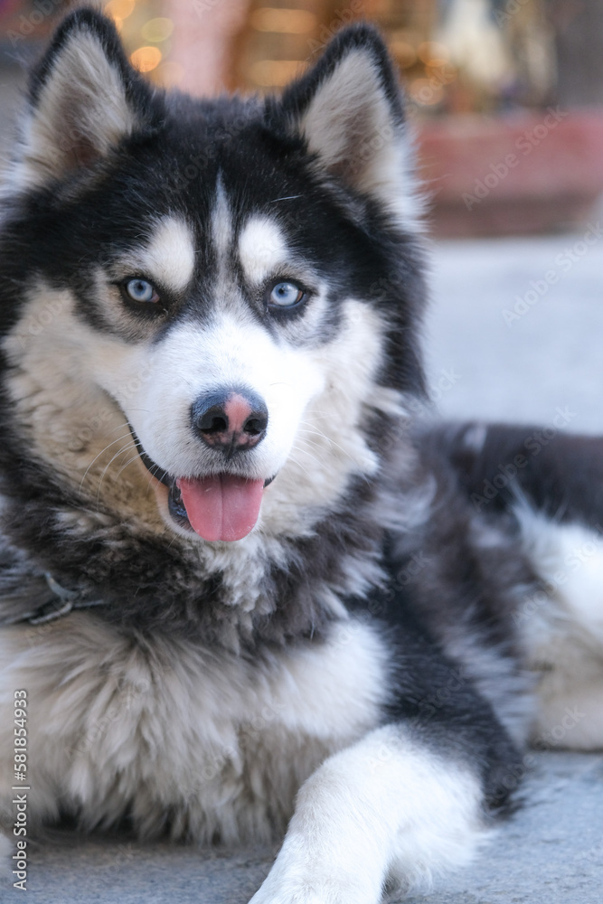 Close up Siberian husky face, nose and tongue with blue eyes. Selective focus.