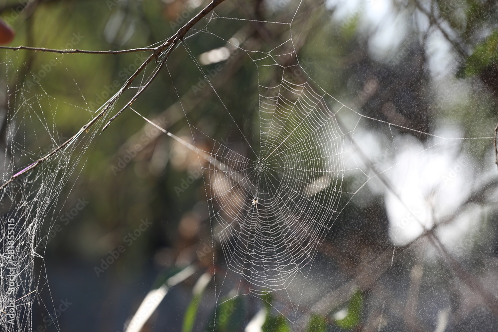 Spider web in the forest with dew drops