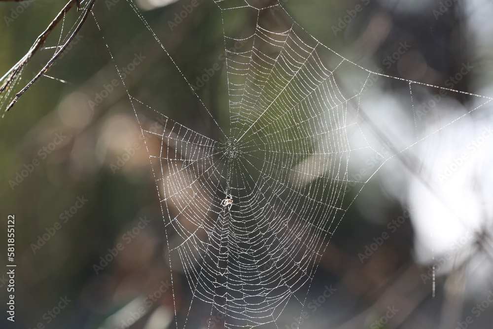 Spider web in the forest with dew drops
