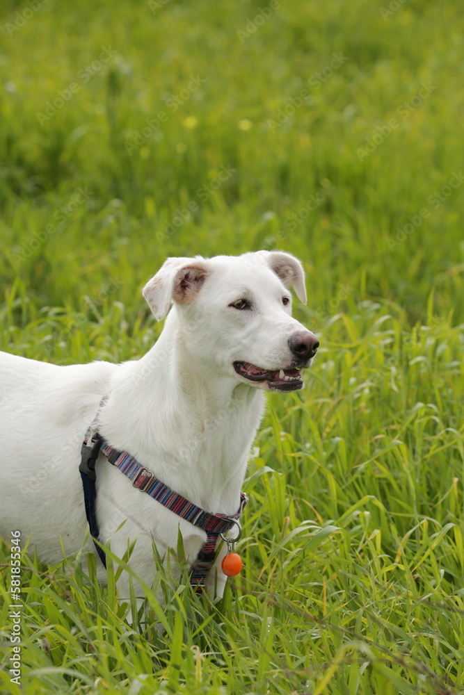 Dog running across the field