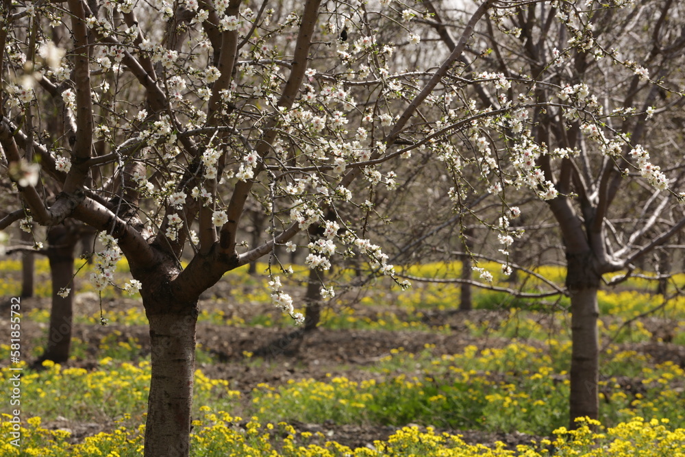 Blooming peach trees in northern Israel. Golan heights Blooming peach trees in northern Israel. Golan heights