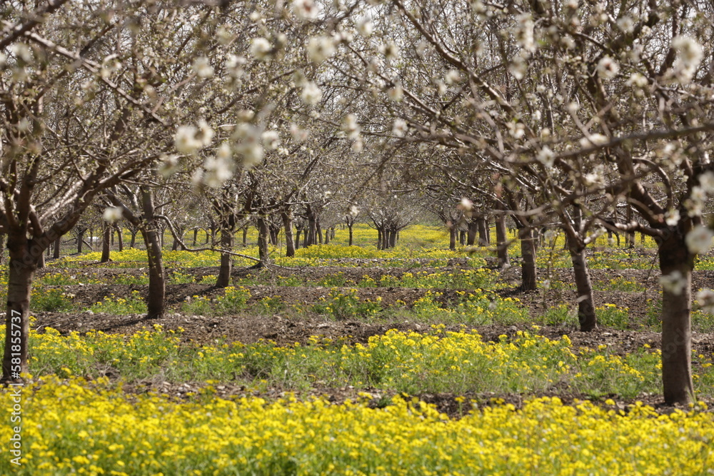Blooming peach trees in northern Israel. Golan heights