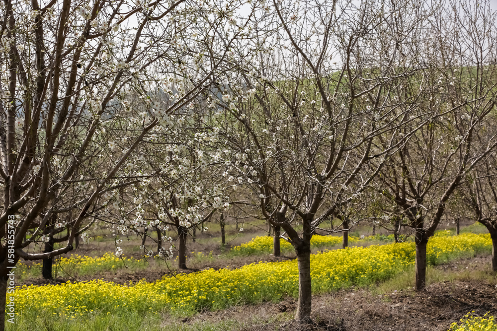 Blooming almond orchard in northern Israel Blooming almond orchard in northern Israel