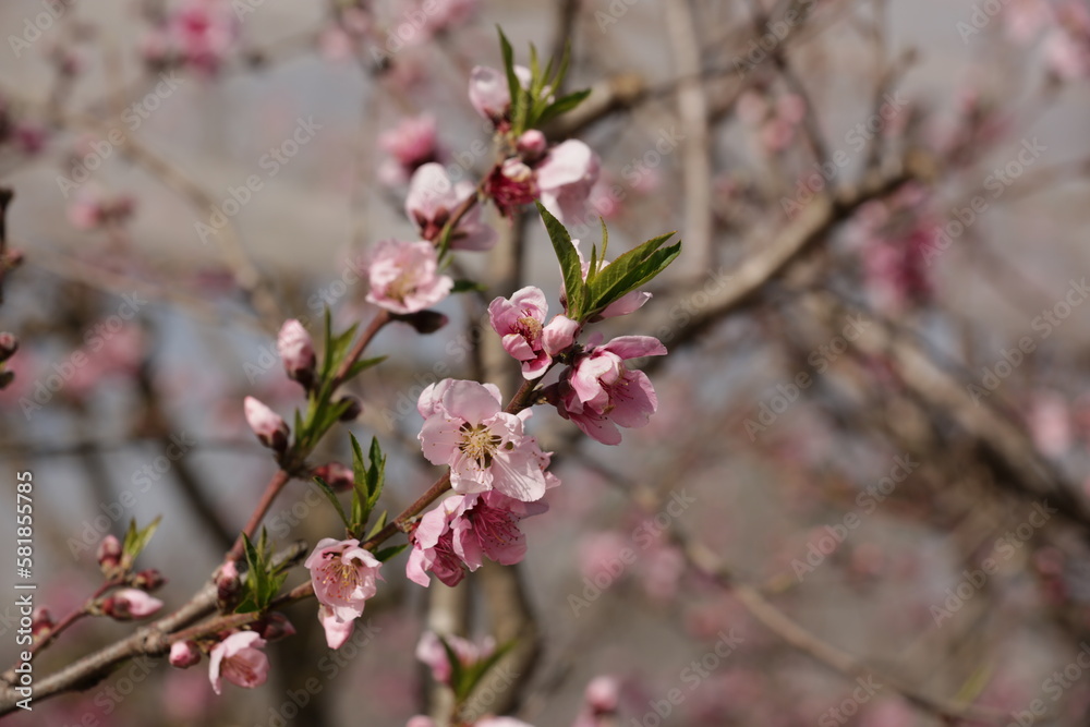 Blooming peach trees in northern Israel. Golan heights Blooming peach trees in northern Israel. Golan heights