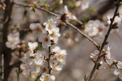 Blooming almond orchard in northern Israel