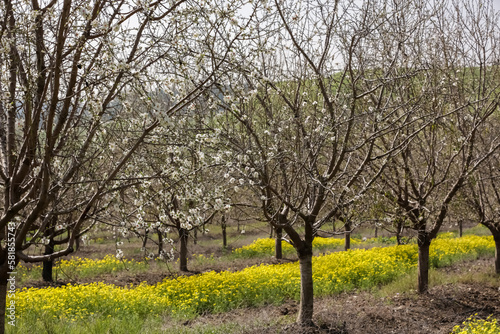 Blooming almond orchard in northern Israel