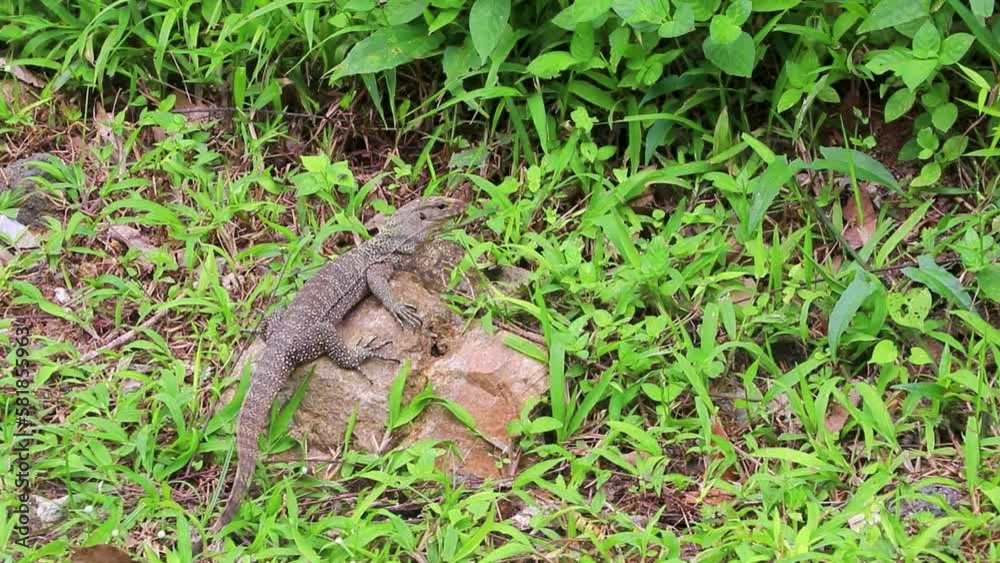 Lizards geckos iguanas reptiles nature on stone rock branch Thailand. Lizards geckos iguanas reptiles nature on stone rock branch Thailand.