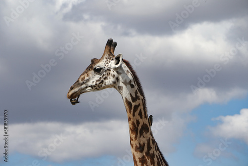 Giraffe und Vogel mit Himmel im Hintergrund, detail shot