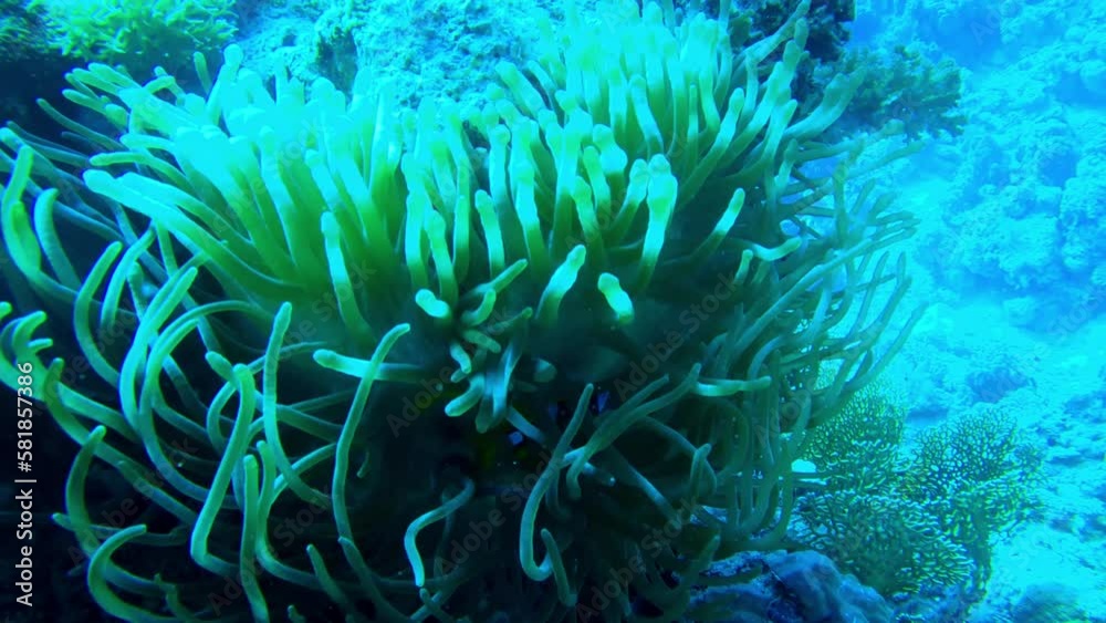Clownfish in the sea anemone at the bottom of the Red sea in Egypt, travel concept Clownfish in the sea anemone at the bottom of the Red sea in Egypt, travel concept