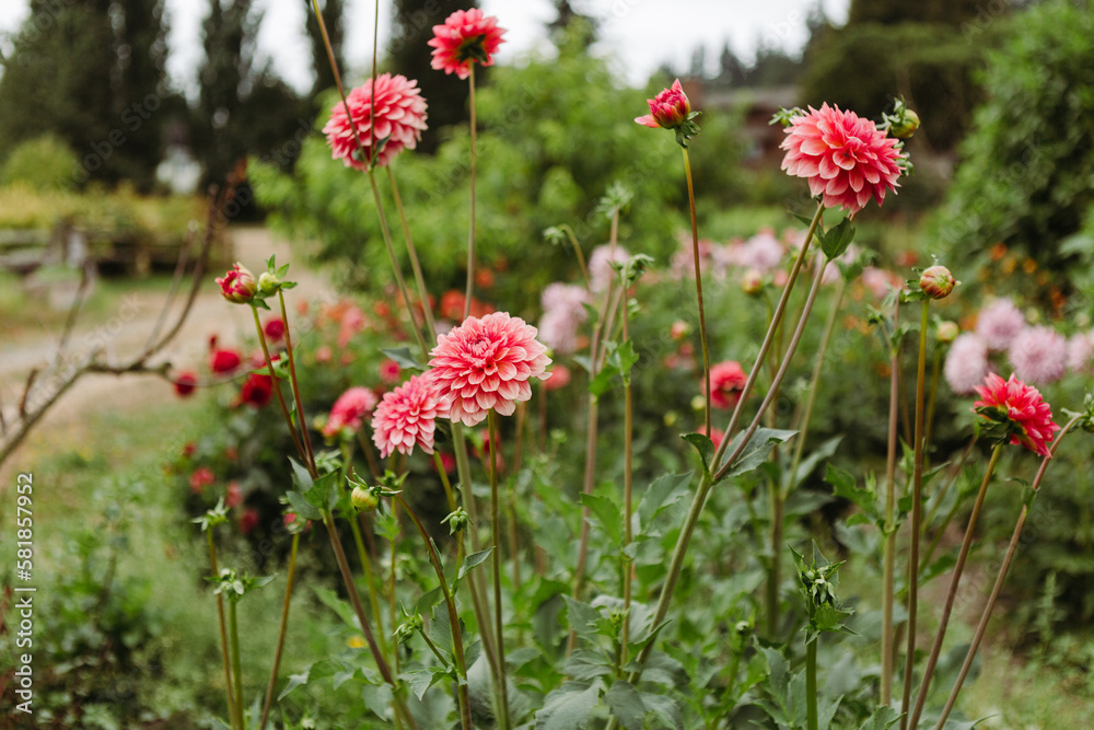 Dahlias in a garden