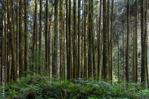 Green forest at Alishan National Forest Recreation Area